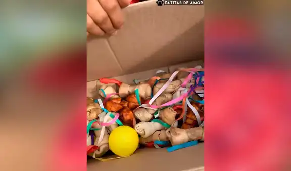 Cuidadores sorprenden por Navidad a perritos que rescataron de la calle