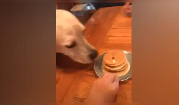 Celebran el cumpleaños de su perro y este se acaba sus galletas de un solo bocado [VIDEO]