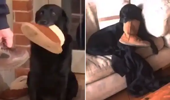 Perro se queda dormido al esperar a su dueña que le prometió ir a pasear [VIDEO]