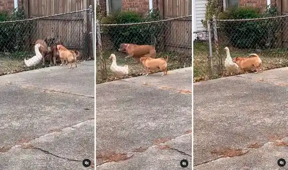 Pato se une a sus amigos perrunos para ‘ladrar’ y asustar a can que quería ingresar a su casa