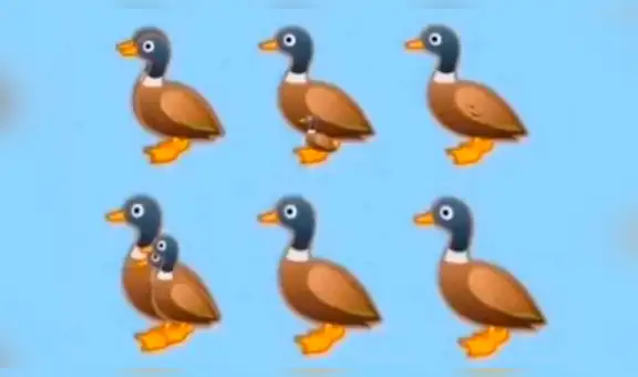 ¿Cuántos patos ves? El reto visual que muy pocos pueden acertar [FOTOS] 