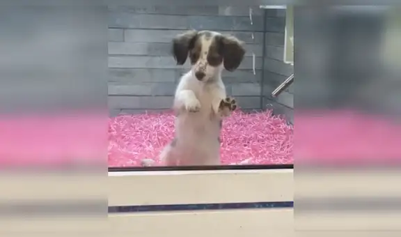 Cachorro tiene dramática reacción al notar que su ’mejor amigo’ está siendo adoptado [VIDEO]