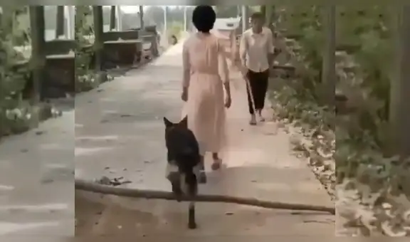 Perro salva a un hombre invidente al quitar un obstáculo en el camino [VIDEO]