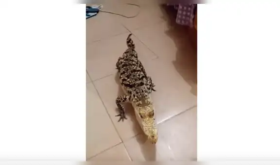 Chico transforma peligroso cocodrilo en una obediente mascota y su comportamiento impacta a miles [VIDEO]