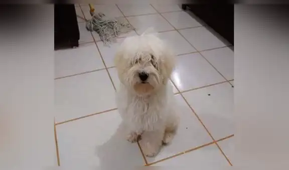 Niño conmueve a miles al recorrer las calles de su ciudad buscando a su perro extraviado [FOTOS]