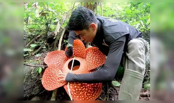 Conoce todo sobre la flor más grande del mundo que bate récords por su colosal tamaño [FOTOS]