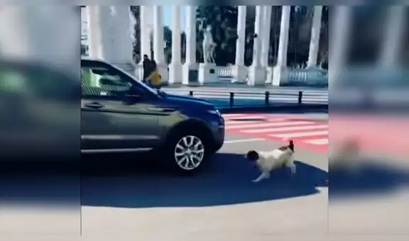 Perro detiene el tránsito para que unos niños crucen la pista [VIDEO]