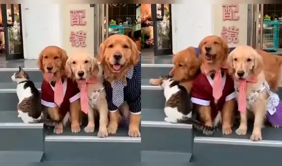 Perro quiere que distraído gato salga en foto familiar y realiza curioso acto [VIDEO]