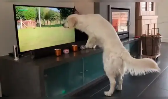 Perro ve a otros canes en un programa de televisión e intenta jugar con ellos [VIDEO]