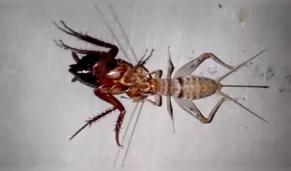 YouTube viral: No te pierdas el genial desenlace de la épica batalla entre grillo y cucaracha que ha sorprendido a miles