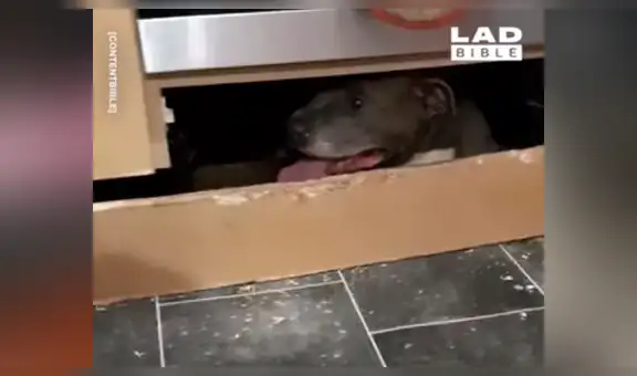 Facebook viral: dejan su casa destruida, busca al culpable y lo encuentra muy avergonzado [VIDEO] 