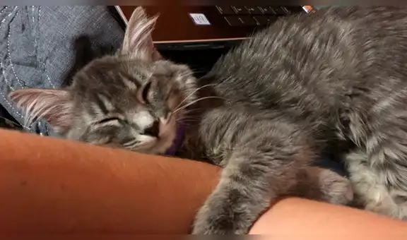 Estudio revela que los gatos forman lazos con sus amos al igual que un bebé con su madre