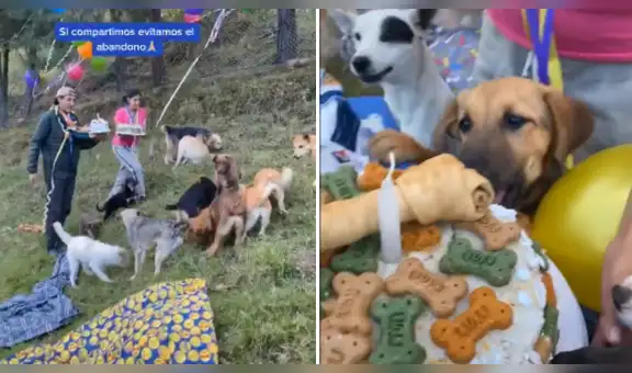 Llevan a perros callejeros a su albergue y les organizan una divertida fiesta de bienvenida [VIDEO]