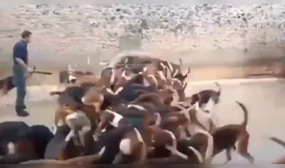 YouTube viral: critican a cazador que alimentó con látigo a jauría de perros hambrientos [VIDEO] 