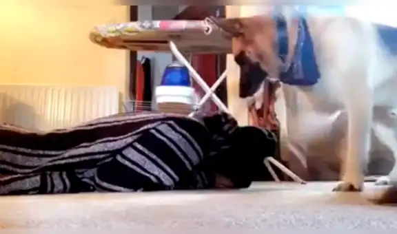 Joven finge estar desmayado ante su perro y este lo conmueve con su peculiar  reacción [VIDEO]