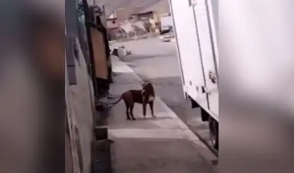 Familia tiene emotivo reencuentro con su perro que se perdió durante 3 años [VIDEO]