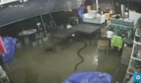 Revisa cámara de seguridad y descubre a serpiente negra dentro de su casa