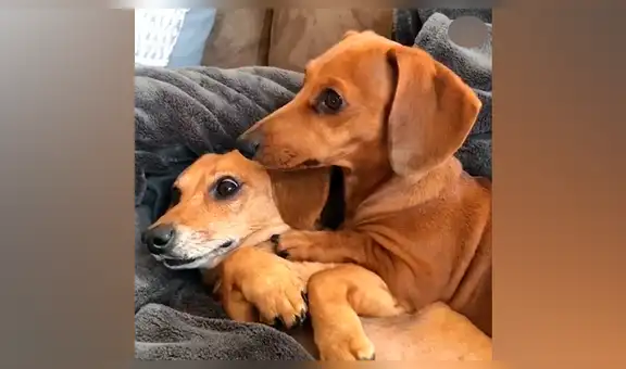 Tiernos cachorros son captados en romántica situación y conmueven a miles [VIDEOS]