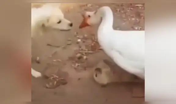 Perro bebé es atacado de forma brutal por gansa y su madre tiene insólita reacción al verlo [VIDEO]