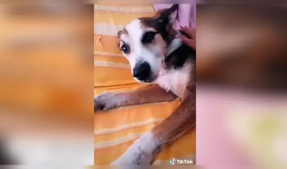 Joven emociona a miles en TikTok al revelar cómo despierta y cuida a su perro sordo [VIDEO]