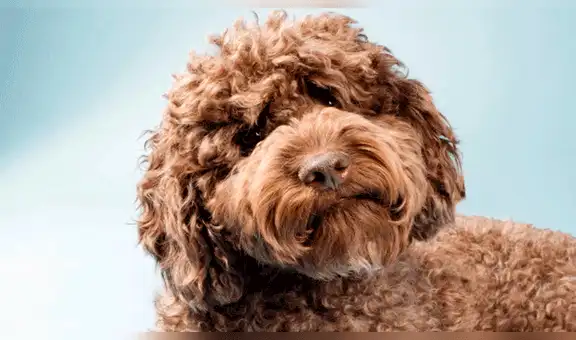 El creador de los perros labradoodle lamenta haber hecho “un monstruo”