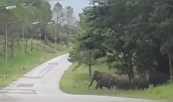 Manada de elefantes invade campo de golf y sorprende a deportistas