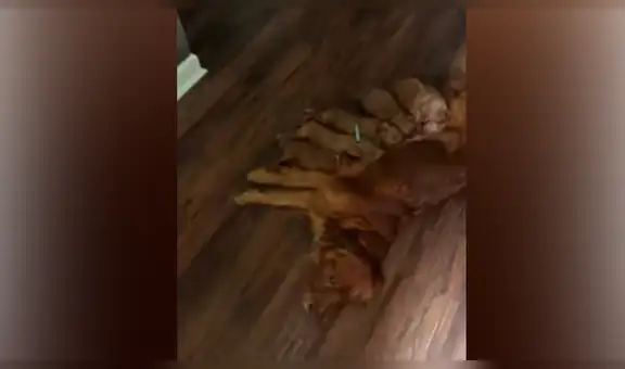 Joven deja a su perrita sola en casa y al regresar capta conmovedora escena [VIDEO]