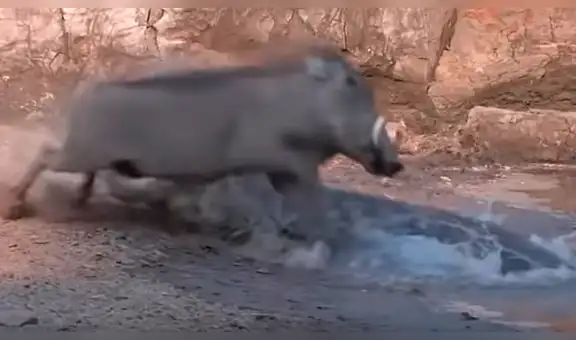 YouTube viral: sediento jabalí acudió a lago para beber agua y se encontró con feroz cocodrilo [VIDEO]