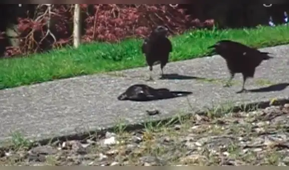 YouTube: cuervo 'enamorado' protege a su amada y se vuelve viral [VIDEO]