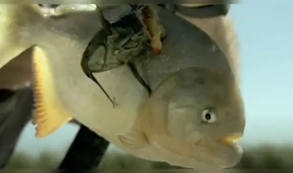 Pescador ingresa al río para atrapar a una mantarraya y voraz piraña emerge del agua [VIDEO]