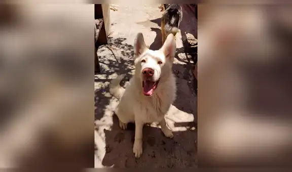 Niño escribe mensaje a albergue donde dejó a su perro para que lo cuiden [FOTOS]