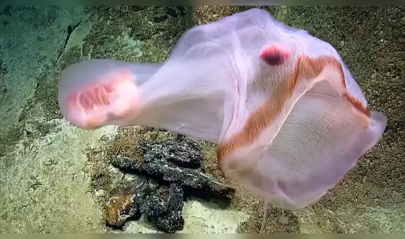 Bucean en el fondo del mar y encuentran extraña criatura que cambia de color [VIDEO]