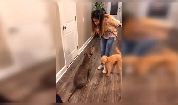 Perro se escapa de casa, su dueña lo regaña y este le suplica perdón por su travesura [VIDEO]
