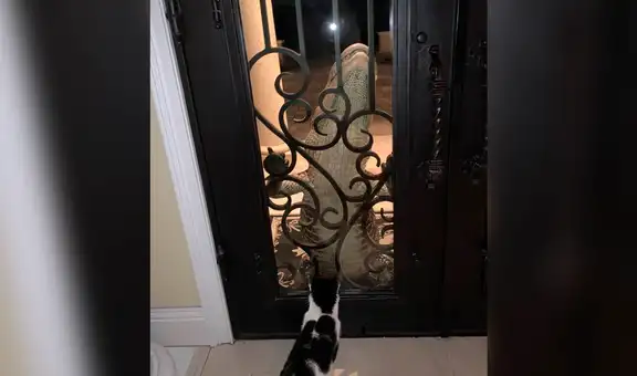 Valiente gato queda cara a cara con un caimán en la puerta de su casa 