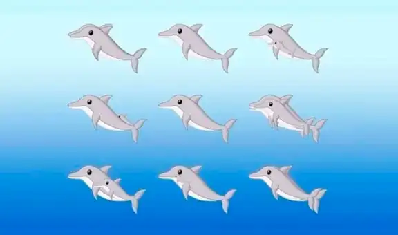 ¿Cuántos delfines ves en la imagen? Un reto visual que parece fácil, pero pocos lo logran resolver [FOTOS] 