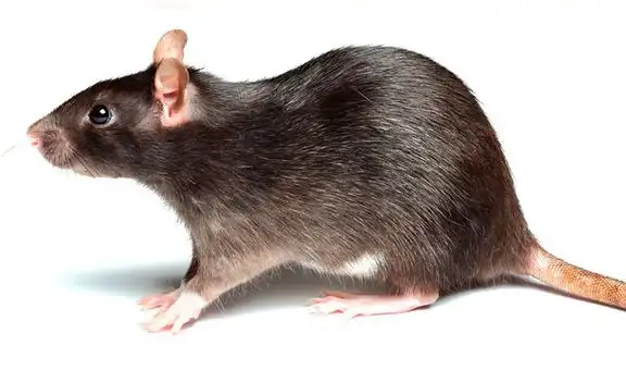 Alargar vida de los ratones ya es posible con trasplante fecal: ¿Es igual para los humanos?