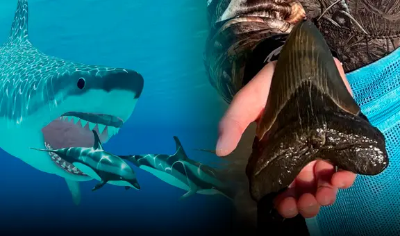 Niña de 9 años encuentra diente de megalodón, el tiburón más grande de la historia
