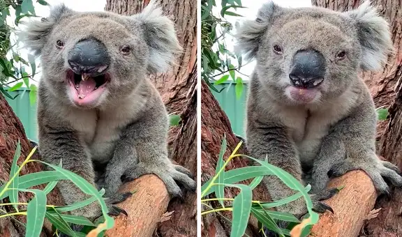 Koala enfurece al notar que compartirá su refugio con un compañero más joven [VIDEO] 