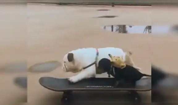 Perro bulldog ayuda a su pequeño ‘amigo’ para subir a una patineta y dar un paseo juntos [VIDEO]