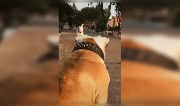 Perro y su 'mejor amigo’ tienen emocionante reencuentro y protagonizan tierna escena [VIDEO] 