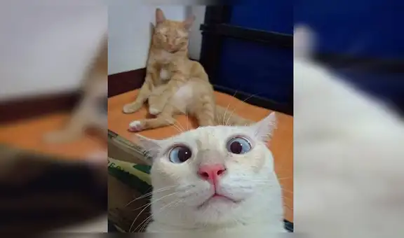 Facebook viral: divertido gatito utiliza celular de dueño para tomarse 'selfies' y este es el resultado [FOTOS]