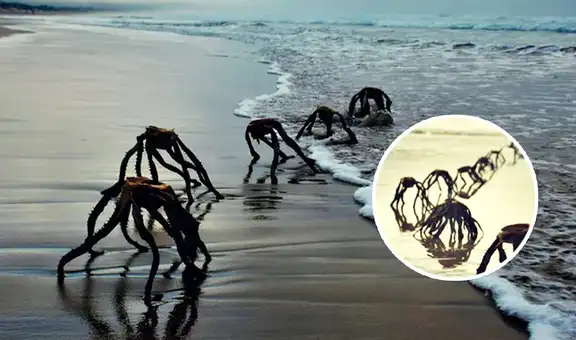 Papá genera pánico tras fotografíar ‘alienígenas’ saliendo del mar, pero cibernautas descubren la verdad