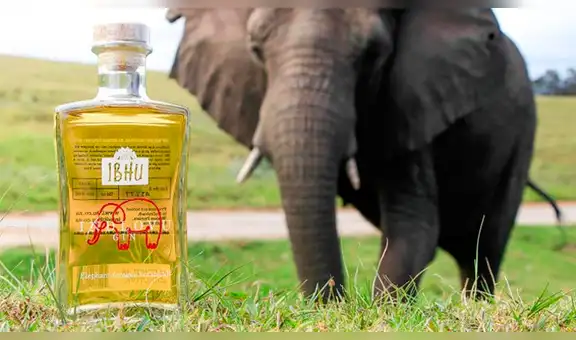 Ginebra, la bebida alcohólica hecha con excremento de elefante y que es un ‘boom’ en África 