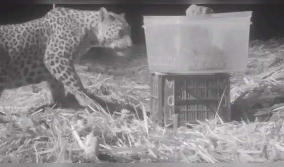El conmovedor reencuentro de una mamá leopardo y su cachorro en medio de la selva [VIDEO]