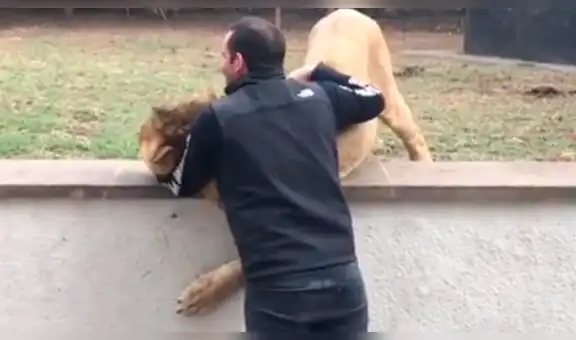 YouTube viral: joven entra a jaula de hambriento león, sin imaginar lo que sucedería [VIDEO]