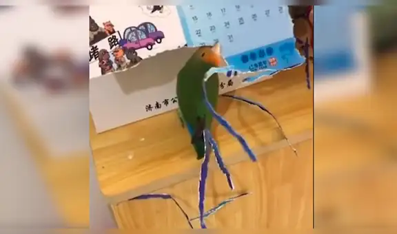 Loro deseaba tener más plumaje y aplica ingenioso truco con papel [VIDEO]