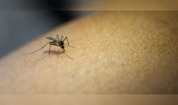 ¿Por qué los mosquitos y zancudos pican a unas personas más que otras?