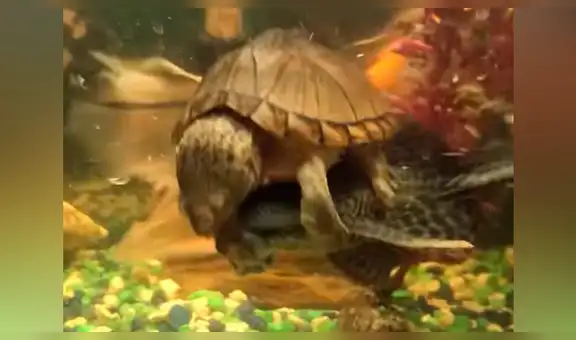 Tortuga marina monta un pez para intentar atraparlo y ocurre lo inesperado [VIDEO] 