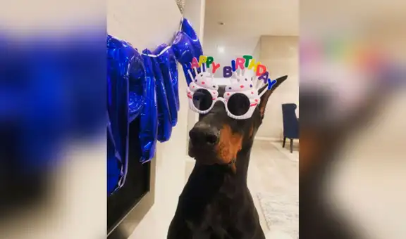 Hombre celebra el cumpleaños de su perro y lo sorprende con una torta