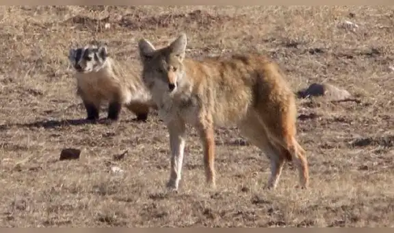 Descubren que coyote y tejón se hicieron ‘amigos’ y ahora cazan juntos [VIDEO]